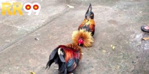 Đá Gà Cựa Dao – Trải Nghiệm Kịch Tính, Cơ Hội Thắng Khủng